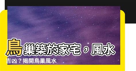 鳥來築巢 風水|鳥巢風水：2024趨吉避兇